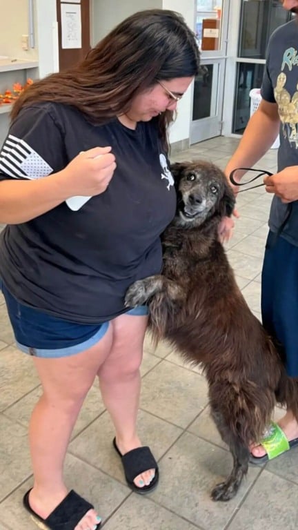 Cachorro perdido reencontra tutora