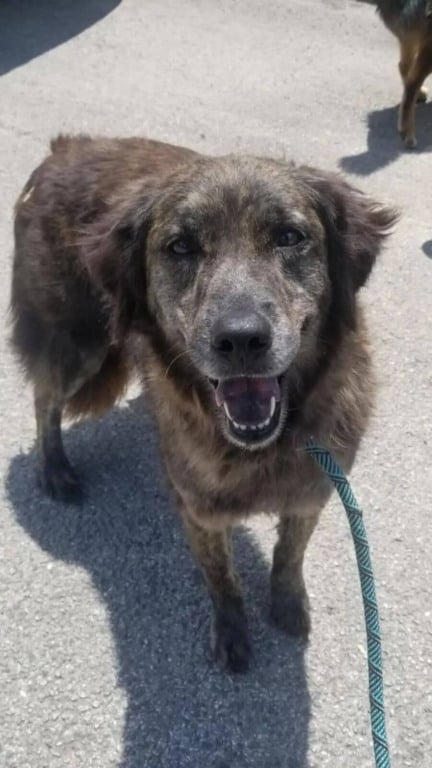 Cachorro perdido reencontra tutora