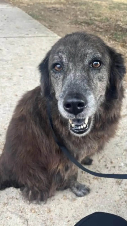 Cachorro perdido reencontra tutora