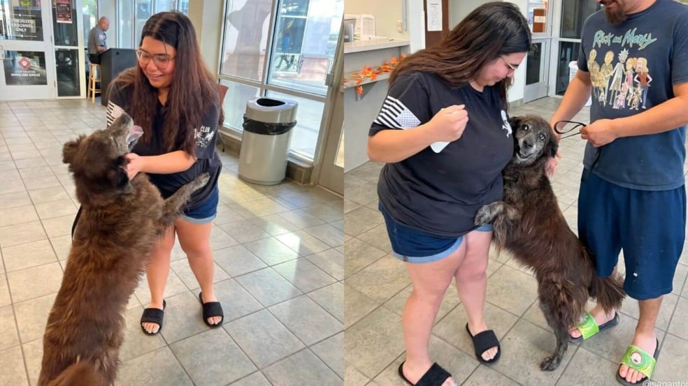 Cachorro perdido reencontra tutora