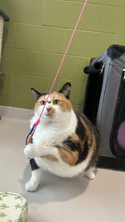 Gata gigante de coração mole conquista todos que o conhecem