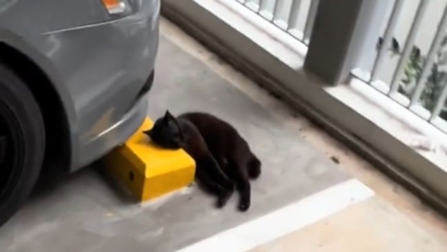 Gato abandonado dorme com 'travesseiro' de concreto