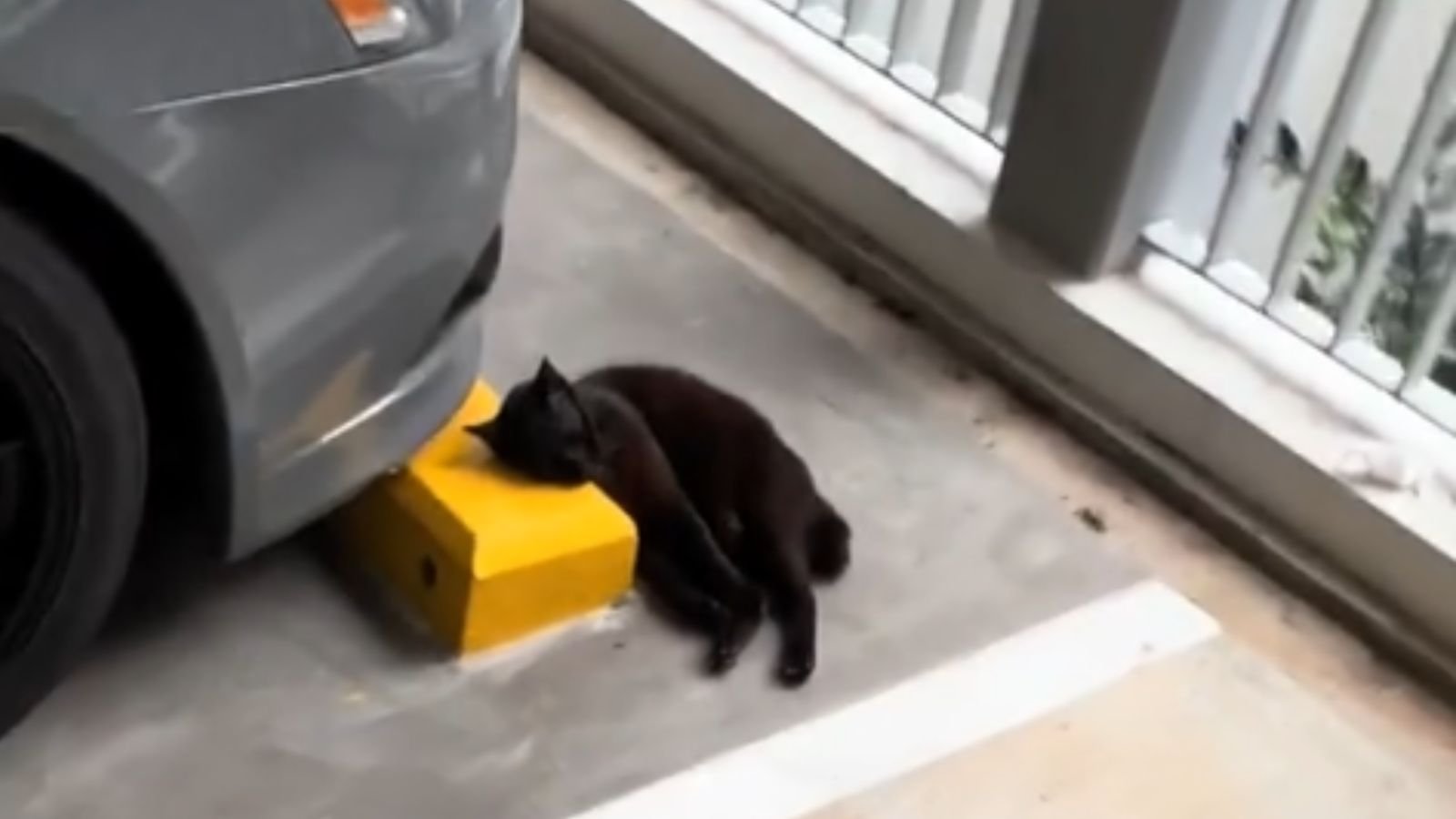 Gato abandonado dorme com 'travesseiro' de concreto