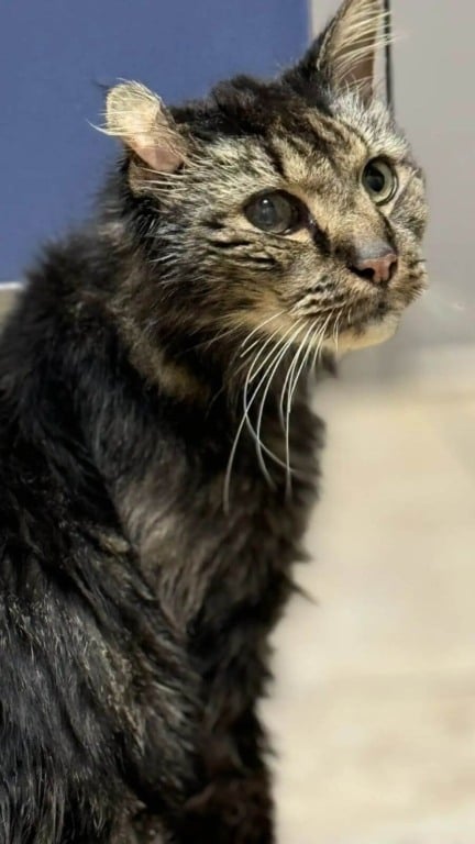 Gato de rua de 14 anos é finalmente adotado