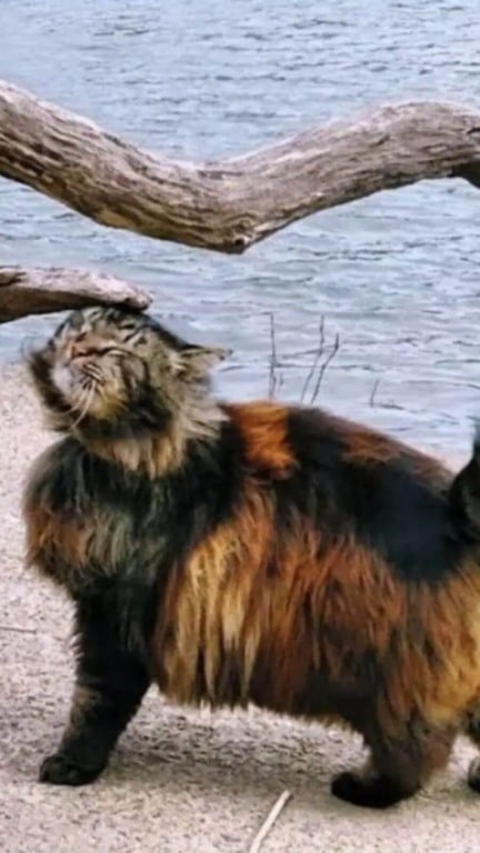 Gato de rua de 14 anos é finalmente adotado