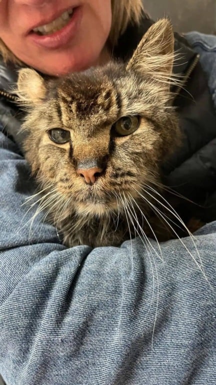 Gato de rua de 14 anos é finalmente adotado