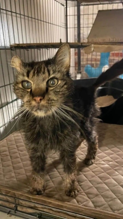 Gato de rua de 14 anos é finalmente adotado