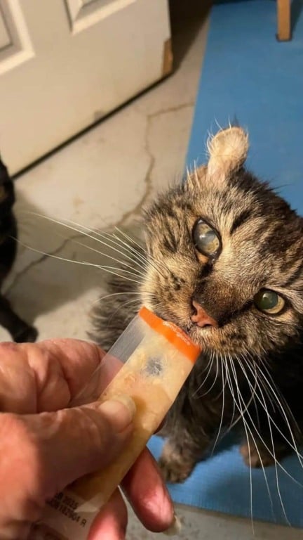 Gato de rua de 14 anos é finalmente adotado