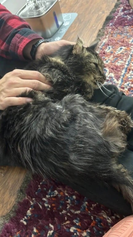 Gato de rua de 14 anos é finalmente adotado