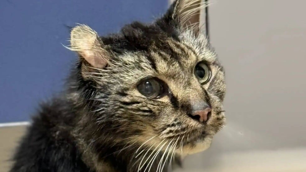 Gato de rua de 14 anos é finalmente adotado