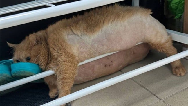 Foto: Reprodução/X| Lord Bebo