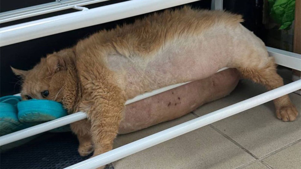 Foto: Reprodução/X| Lord Bebo