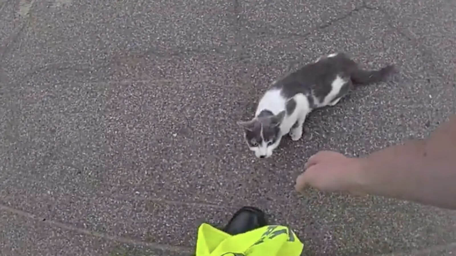 Gato resgatado em rodovia