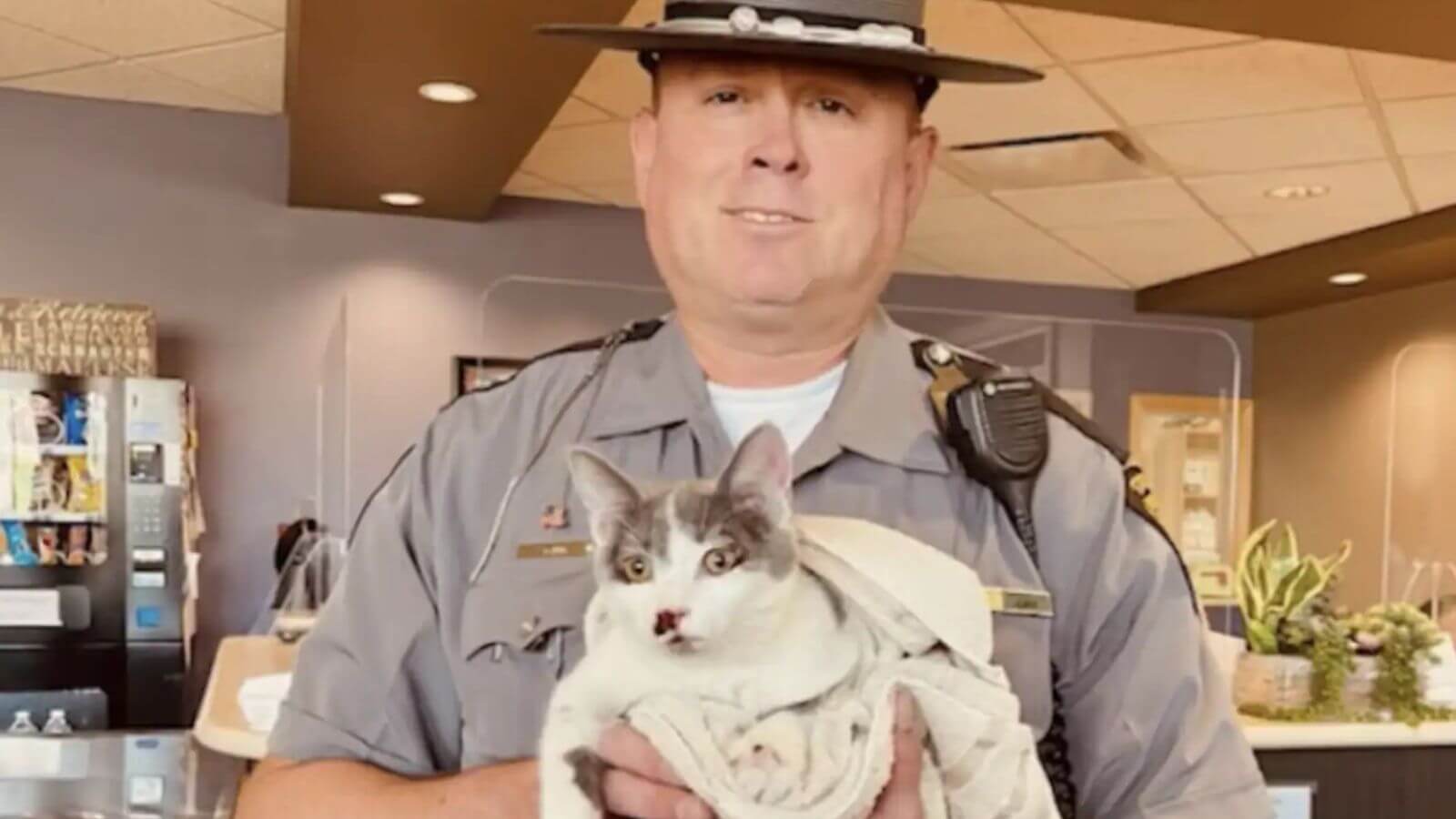 Gato resgatado em rodovia