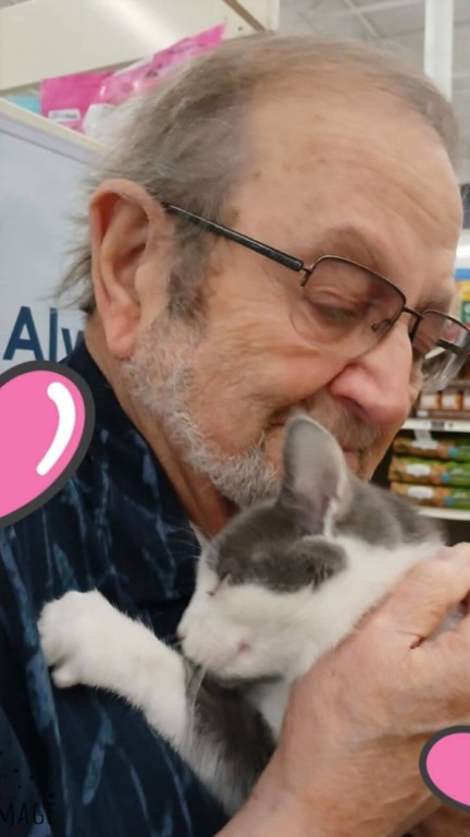 Gato resgatado em rodovia