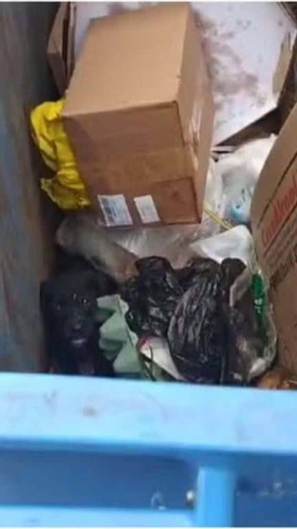 Guarda Municipal adota filhote de cachorro resgatado de caçamba de lixo