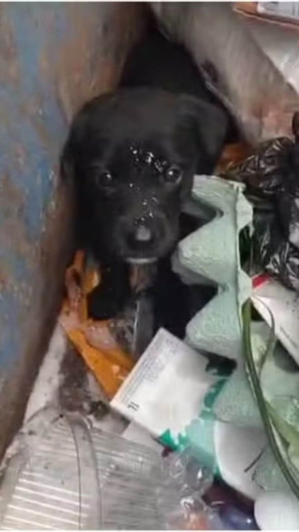 Guarda Municipal adota filhote de cachorro resgatado de caçamba de lixo