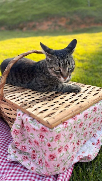 Hobbit House, em Jundiaí