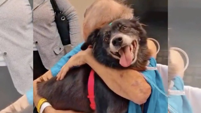 Idoso recebe visita de seu cachorro em hospital