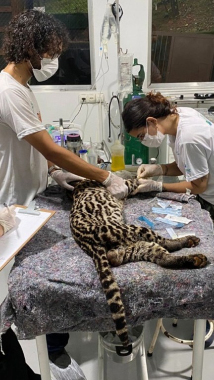 Jaguatirica resgatada em Jundiaí pela Mata Ciliar