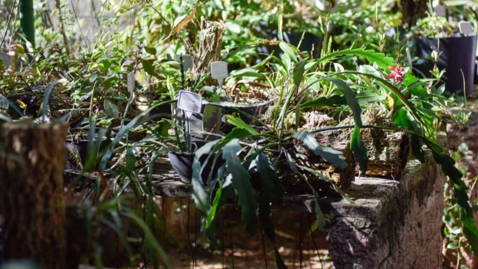 Jardim Botânico de Jundiaí