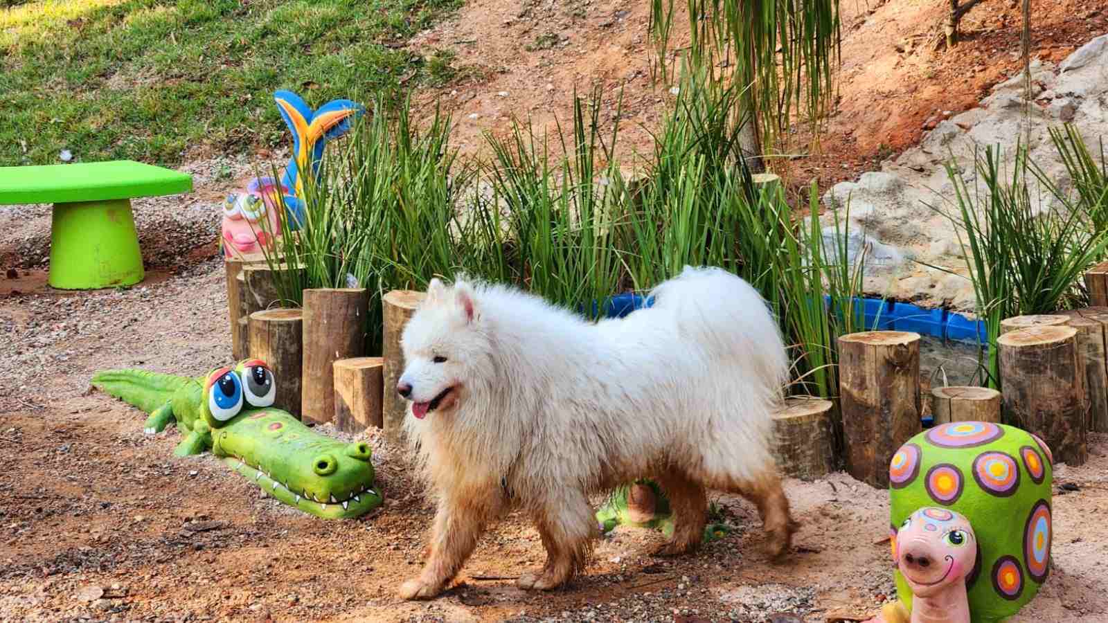 Cachorro no Espaço das Águas
