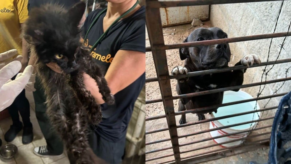 Gato e cachorro resgatados em situação de maus-tratos em canil clandestino de Jundiaí