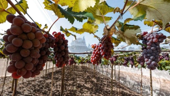 Plantação de uva em Jundiaí