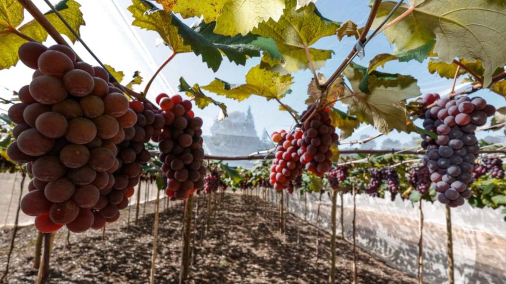 Plantação de uva em Jundiaí