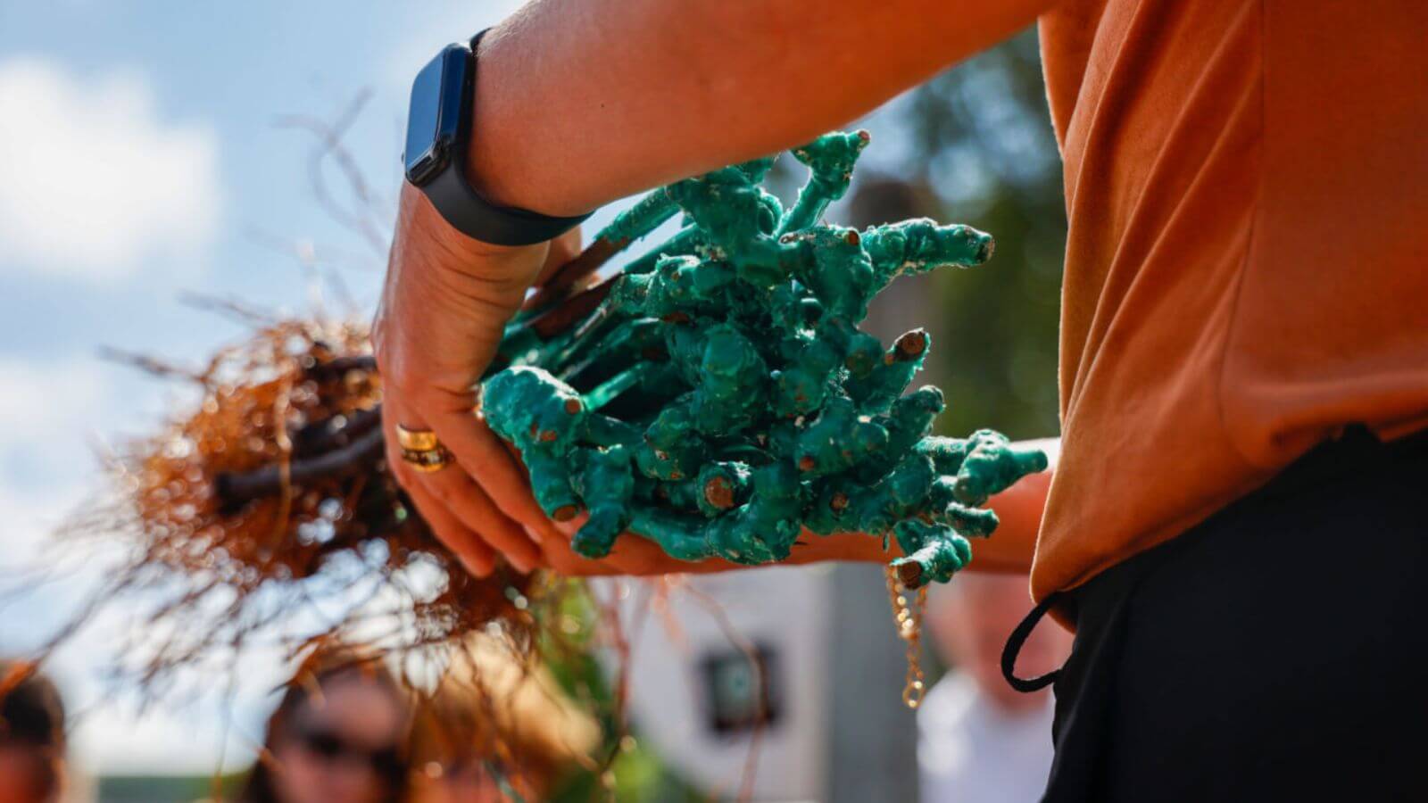 Jundiaí recebe mais de 200 mudas da uva italiana Tocai Rosso