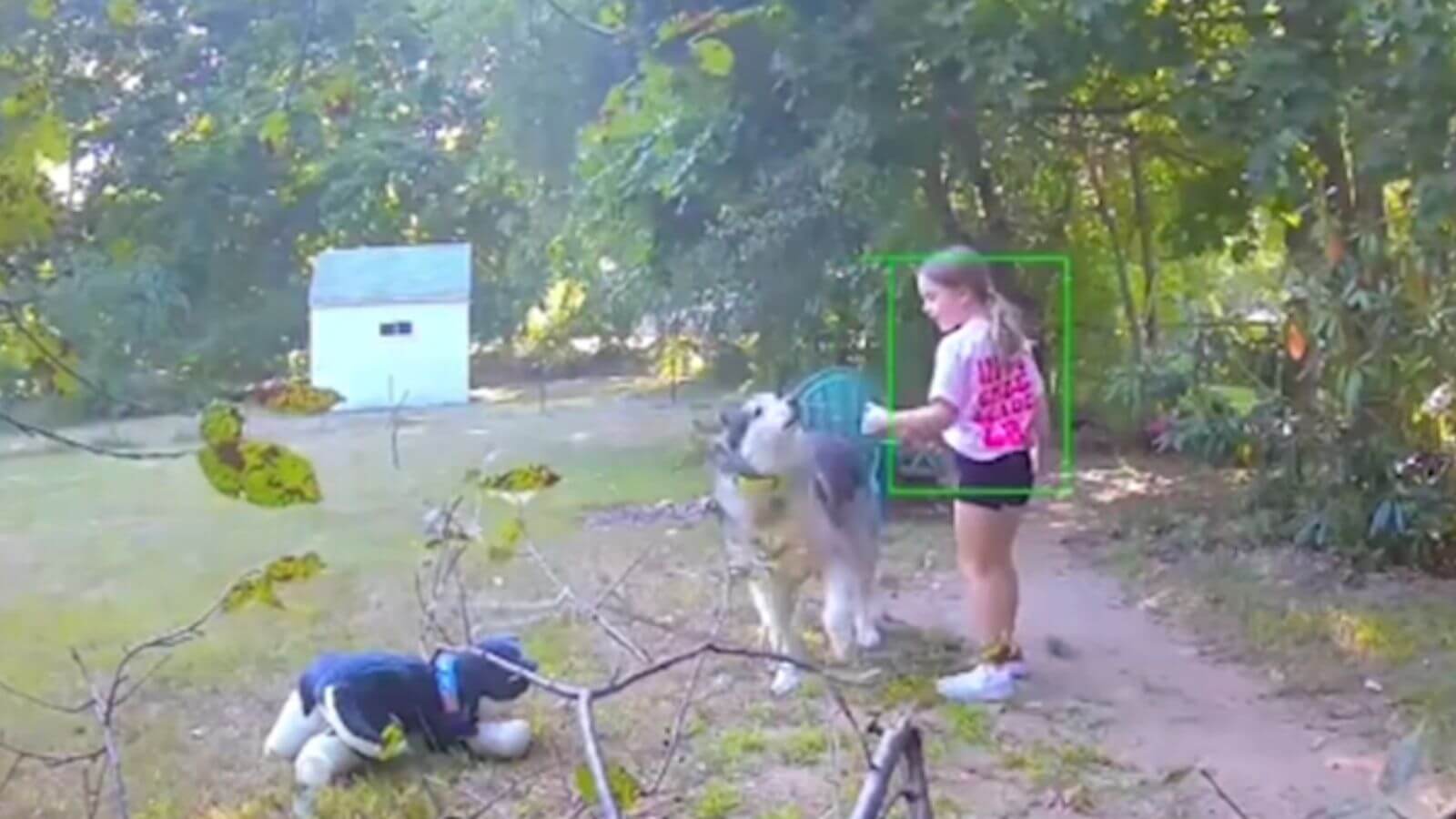 Menina de 7 anos rouba husky do vizinho e o substitui por uma réplica de pelúcia
