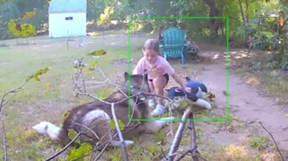 Menina de 7 anos rouba husky do vizinho e o substitui por uma réplica de pelúcia Menina de 7 anos rouba husky do vizinho e o substitui por uma réplica de pelúcia