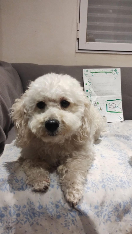 Menina deixa carta com instruções para creche cuidar do seu cachorro