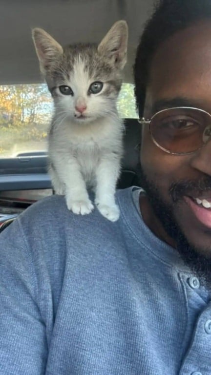 Gato com motorista de caminhão