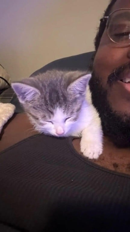 Gato com motorista de caminhão