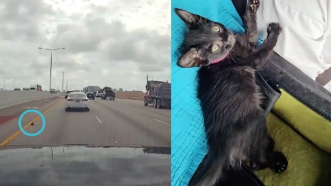 Foto: Reprodução/Homeless Kitty Haven/The Dodo