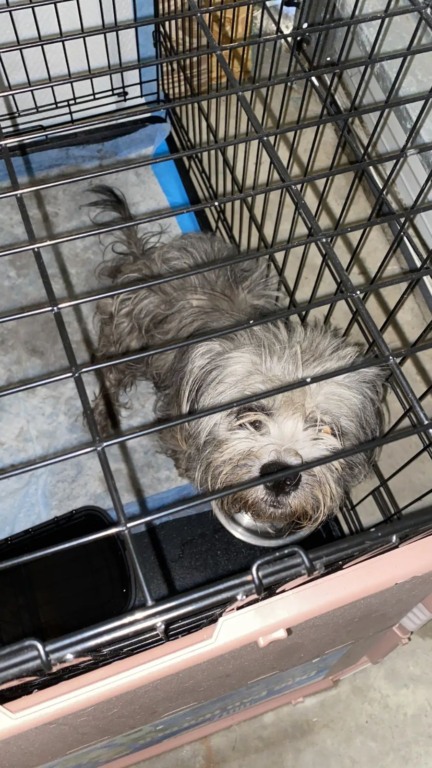 Mulher encontra cachorro abandonado vivendo em uma vala