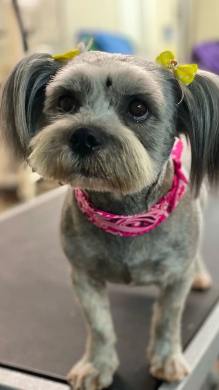 Mulher encontra cachorro abandonado vivendo em uma vala