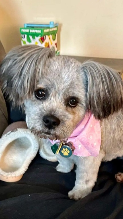 Mulher encontra cachorro abandonado vivendo em uma vala