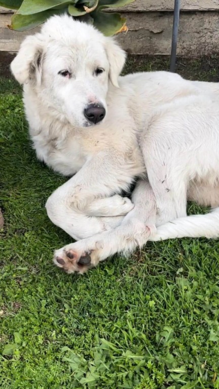 Mulher encontra cachorro de rua exausto encolhido em seu quintal