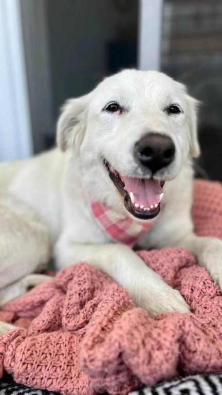 Mulher encontra cachorro de rua exausto encolhido em seu quintal