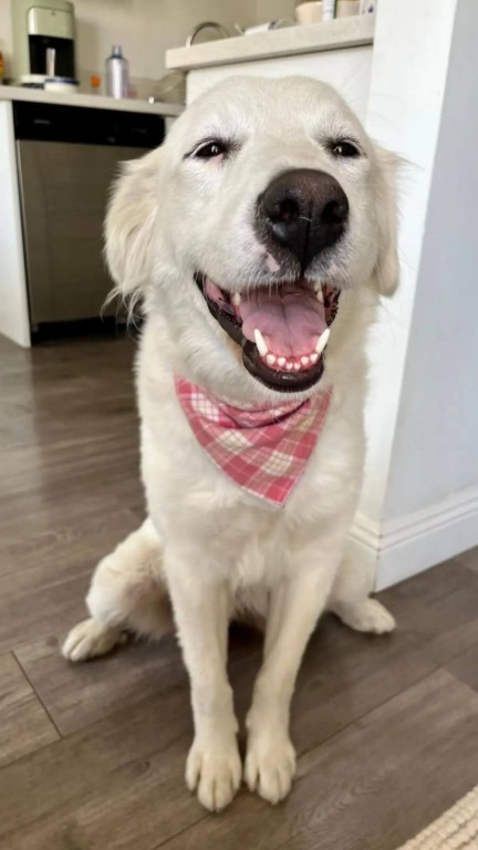 Mulher encontra cachorro de rua exausto encolhido em seu quintal