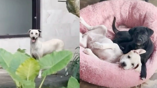 Mamãe cachorra e dois filhotes