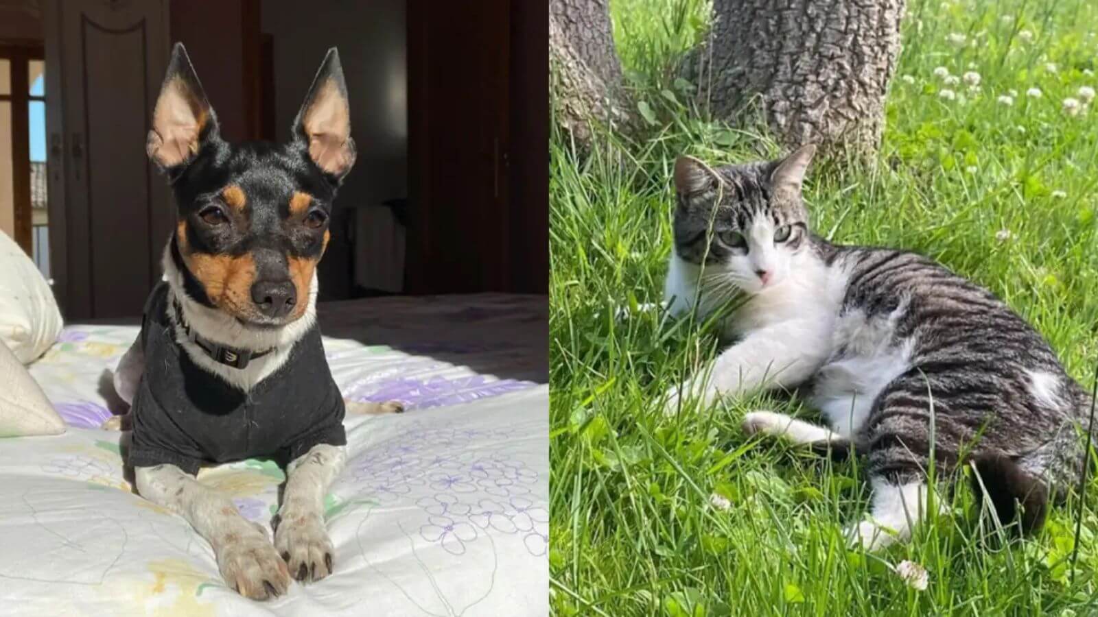 Mulher fica perplexa quando seu gato e seu cachorro começam a mancar de repente