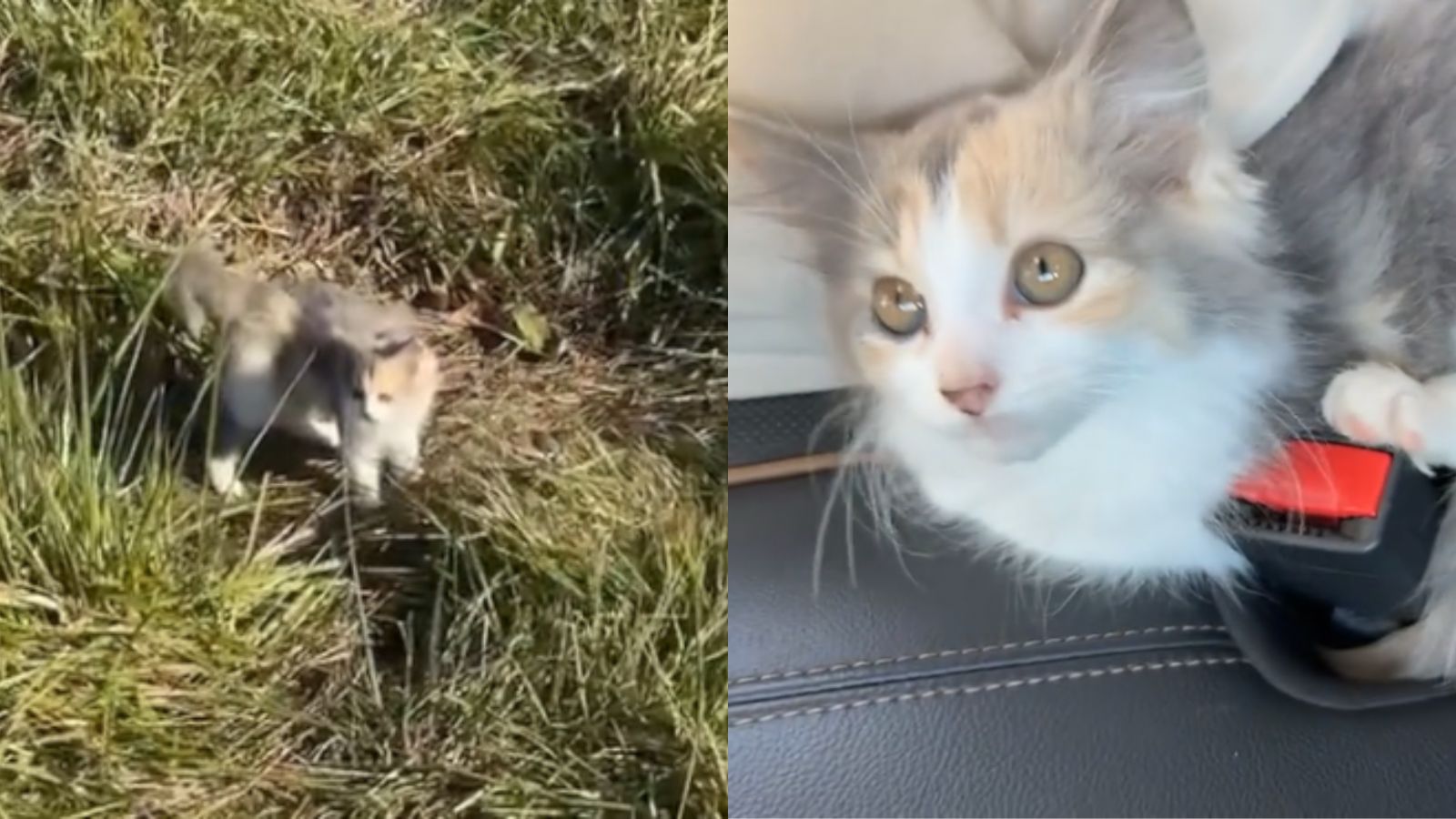 Filhote de gato abandonado em campo