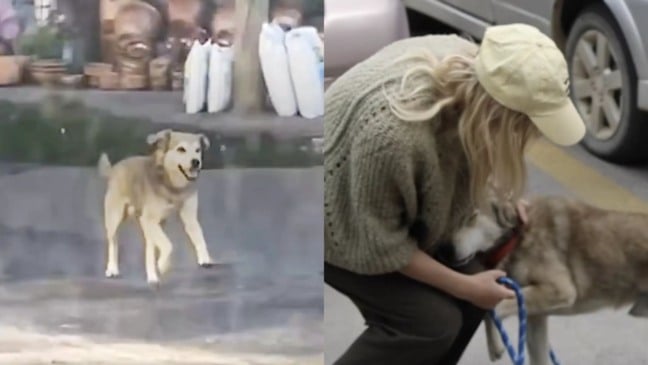 Cachorro persegue taxi e ganha novo lar