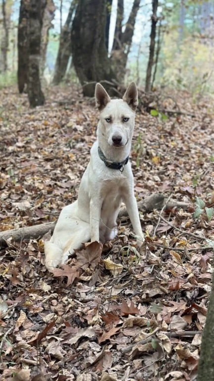 Mamãe cachorro leva protetora até filhotes na floresta