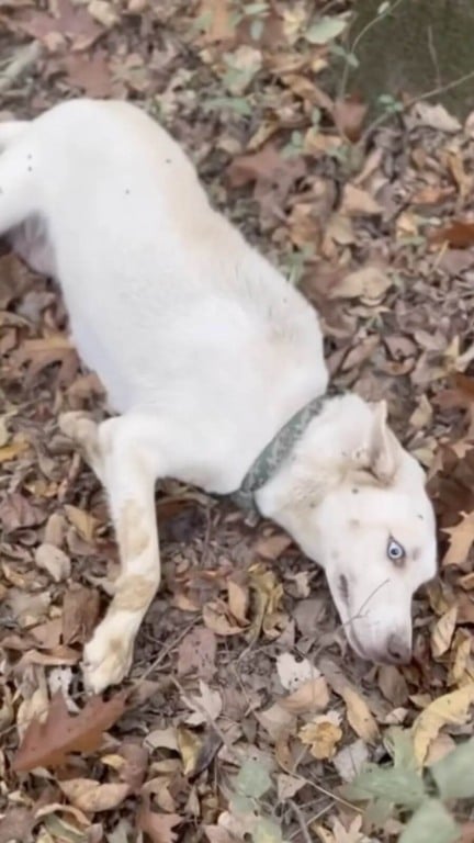Mamãe cachorro leva protetora até filhotes na floresta