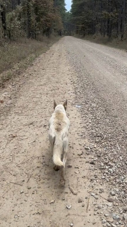 Mamãe cachorro leva protetora até filhotes na floresta
