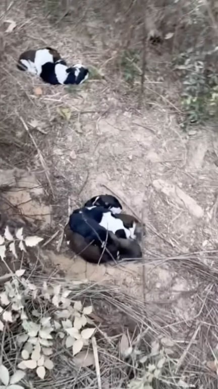 Mamãe cachorro leva protetora até filhotes na floresta